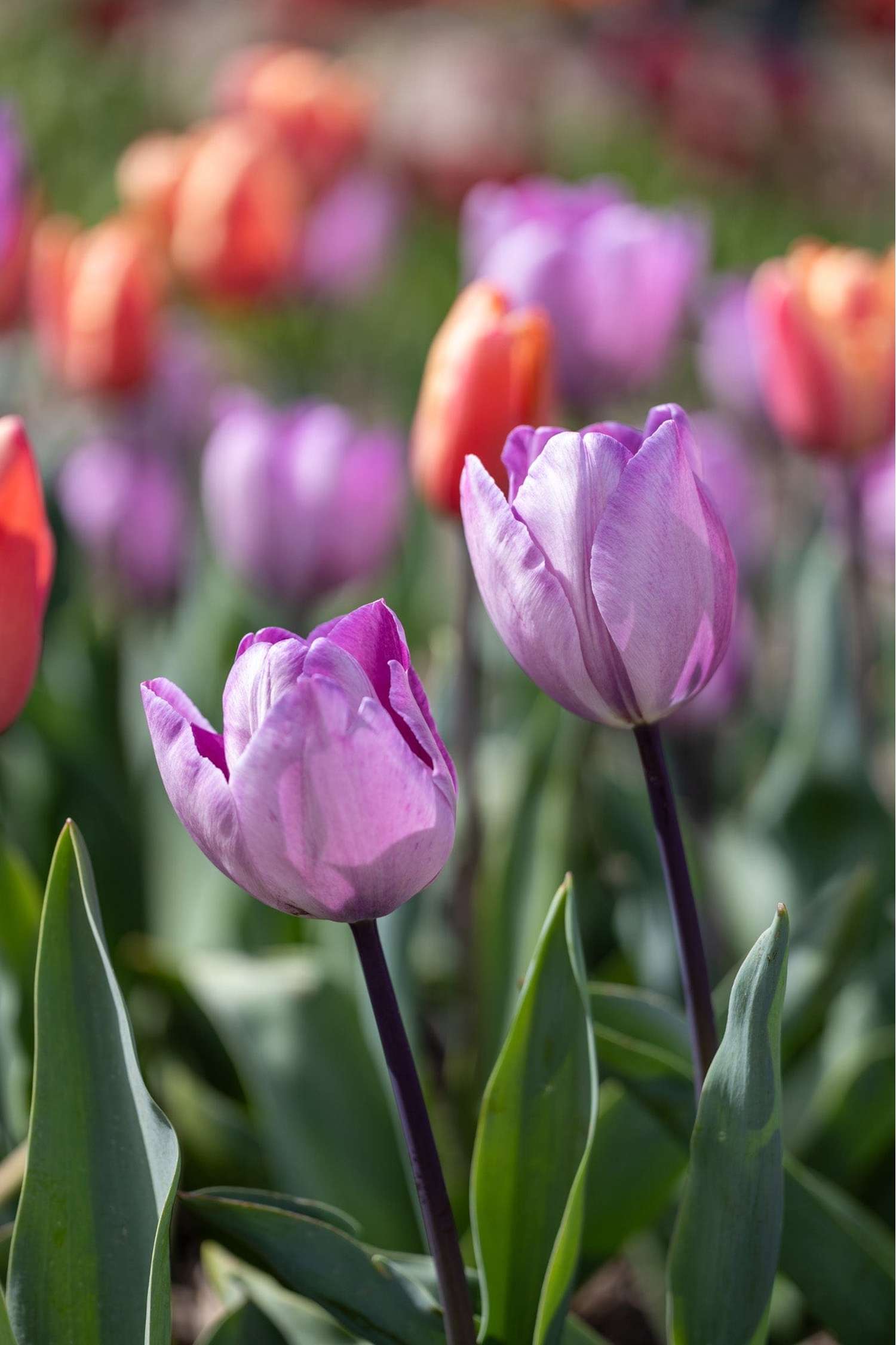 Tulppaani 'Jacuzzi'